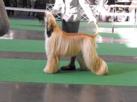 /album/ewoks-gallery/a16-jpg/